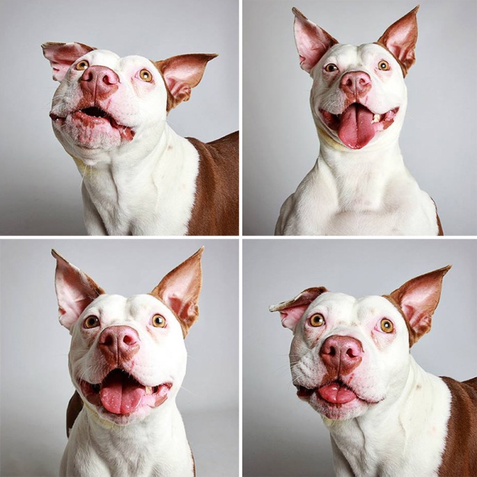 adopted-dog-teton-pitbull-humane-society-utah-7