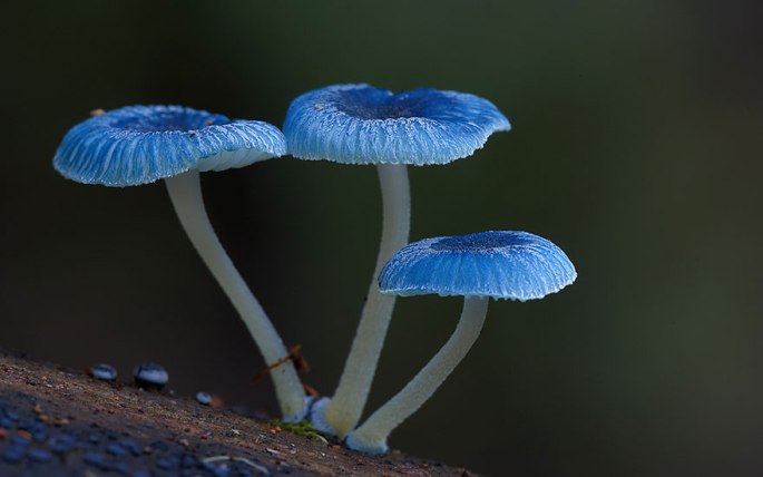 mushroom-photography-steve-axford-191