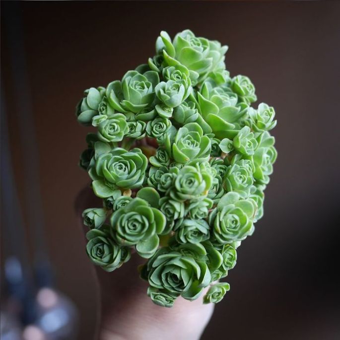rose-shaped-succulents-greenovia-dodrentalis-1-58f9a4f5059dc__700