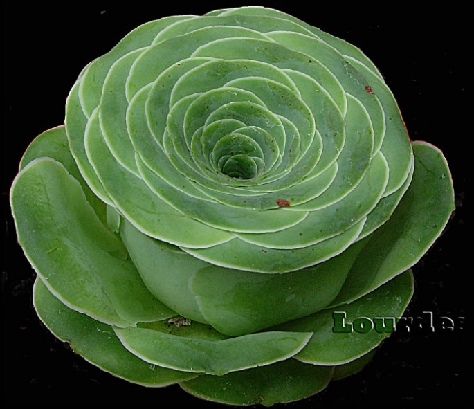 rose-shaped-succulents-greenovia-dodrentalis-58f9ab6f8a225__700