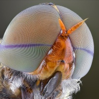 Macro Photographs Close-Ups Of Insect Faces by Yudy Sauw