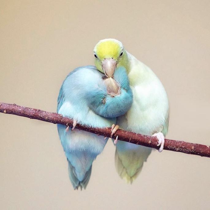pacific-parrotlets-bird-photography-rupa-sutton-20