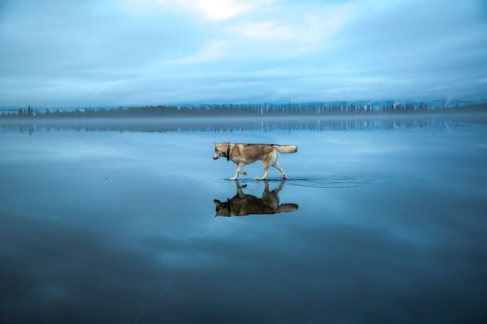 siberian-husky-frozen-lake-dog-photos-fox-grom-13