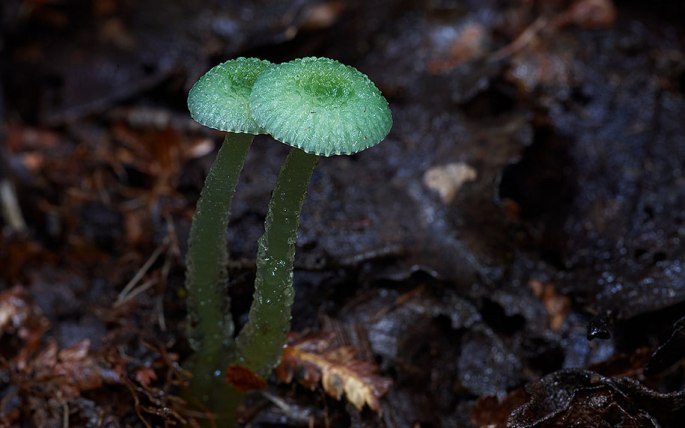 fungi-mushrooms-photography-steve-axford-19