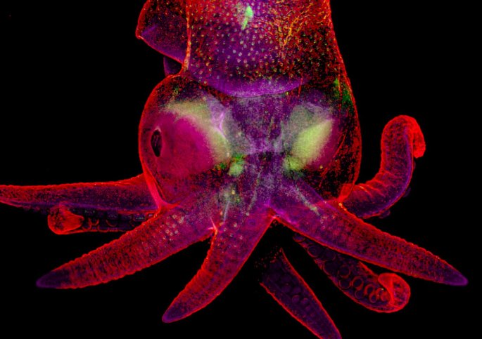 Cover: Octopus embryo by Martyna Lukoseviciute and Dr. Carrie Albertin